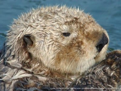 How otters’ muscles enable their cold aquatic life